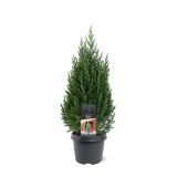 BRIN JUNIPERUS STRICTA L19 CM