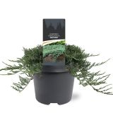BRIN JUNIPERUS WILTONI L19 CM