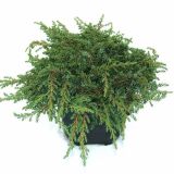 BRIN L17 CM