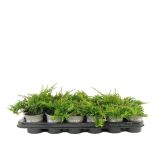 BRIN MIX L9 CM