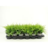 BRIN MIX L9 CM