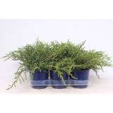 BRIN NAVADNI REPANDA L15