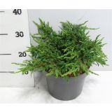 BRIN NAVADNI REPANDA L23