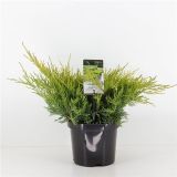 IGLAVEC BRIN OLD GOLD L19