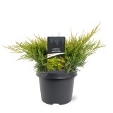 BRIN PFITZERIANA AUREA L19