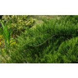 BRIN TAMARISCIFOLIA NA STEBLU L24 V60