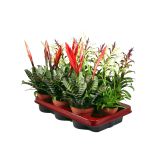 CVETOČA SOBNA RASTLINA BROMELIJA MIX L10.5