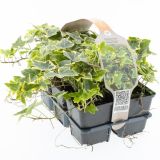 BRŠLJAN GOLDCHILD KULTIPAK (6 KOS)