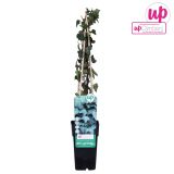 VZPENJALKA BRŠLJAN L15