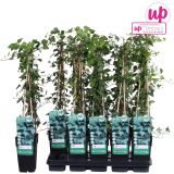 VZPENJALKA BRŠLJAN L15