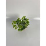 BRŠLJAN PISANOLISTNI L9