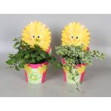 BRŠLJAN SONČEK V OKRASNEM LONCU L13