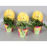 BRŠLJAN SONČEK V OKRASNEM LONCU L13