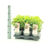 BRUSNICA FIREBALLS L15 CM