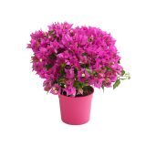 BUGENVILIJA L14 V GRMU