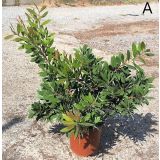 METLIČNIK CALLISTEMO LAEVIS L21