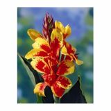 POLETI CVETOČA ČEBULICA HOLLAND BULB MARKET CANNA REINE CHARLOTTE