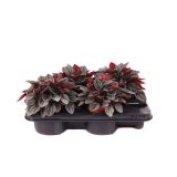 POPROVKA CAPERATA L12