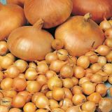 ČEBULČEK MEŠANICA ROYAL SEEDS, 500 G