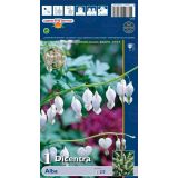 ČEBULICA HOLLAND BULB MARKET KRVAVEČE SRCE