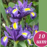 ĆEBULICA HOLLAND BULB MARKET NIZOZEMSKA IRIS MODRA