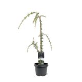 CEDRA ATLAŠKA GLAUCA PENDULA L19