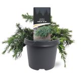 CEDRA CEDRUS DEODARA FEELIN BLUE L23 CM