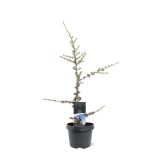 CEDRA CEDRUS LIBANI GLAUCA L23 CM