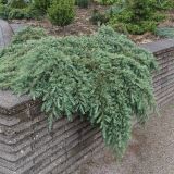 CEDRA HIMALAJSKA FILING BLUE L24 V30