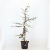 CEDRA KARL FUCHS L19