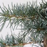 CEDRA KARL FUCHS L19