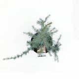 CEDRA KARL FUCHS L19