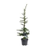 CEDRA LIBANONSKA L23 CM