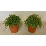 RIPSALIS ČELADASTI RIPSALIS L11