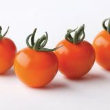 PLODOVKE VOLMARY CEPLJEN PARADIŽNIK SOLENA SWEET ORANGE