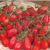 PLODOVKE CEPLJENI PARADIŽNIK CUPIDO F1 LONEC 12 CM