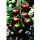 PLODOVKE VOLMARY CEPLJENI PARADIŽNIK ZEBRINO F1 LONEC 12 CM