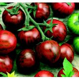 PLODOVKE VOLMARY CEPLJENI PARADIŽNIK ZEBRINO F1 LONEC 12 CM