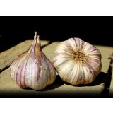 ČESEN ČESEN GERMIDOUR 400G