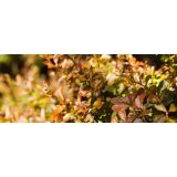 GRMOVNICA OKRASNA V LIST. ČESMIN MIX L17