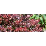 GRMOVNICA OKRASNA V LIST. ČESMIN MIX L17