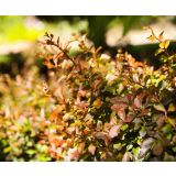 GRMOVNICA OKRASNA V LIST. ČESMIN MIX L17