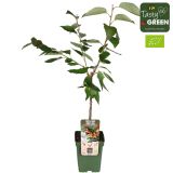 ČEŠNJA BIGARREAU NAPOLEON L23