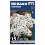 POMLADI CVETOČA ČEBULICA HOLLAND BULB MARKET CHIONODOXA LUCILIAE ALBA 5/+ 15KOS