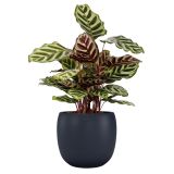 KERAMIČNI NOTRANJI LONEC CIBELE 20 TEMNO MODER