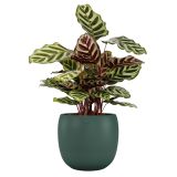 KERAMIČNI NOTRANJI LONEC CIBELE 20 TEMNO ZELEN