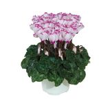 CIKLAMA CIKLAMA MINI L10