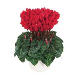 CIKLAMA CIKLAMA MINI L10