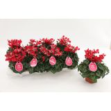 CIKLAMA DJIX RDEČA L10.5 CM