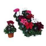 CIKLAMA GARDEN MIX L10.5 CM